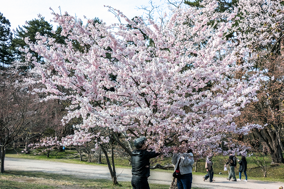 2026年4月14日、弘前公園東門の神代曙