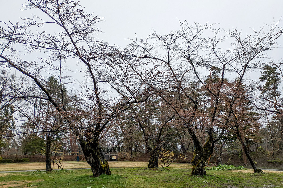 2026年4月7日、弘前公園北の郭・園内標準木のソメイヨシノ
