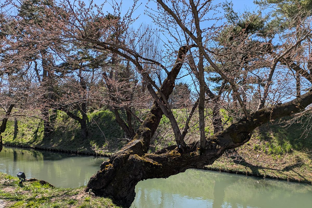 2026年4月8日、弘前公園外濠のソメイヨシノ