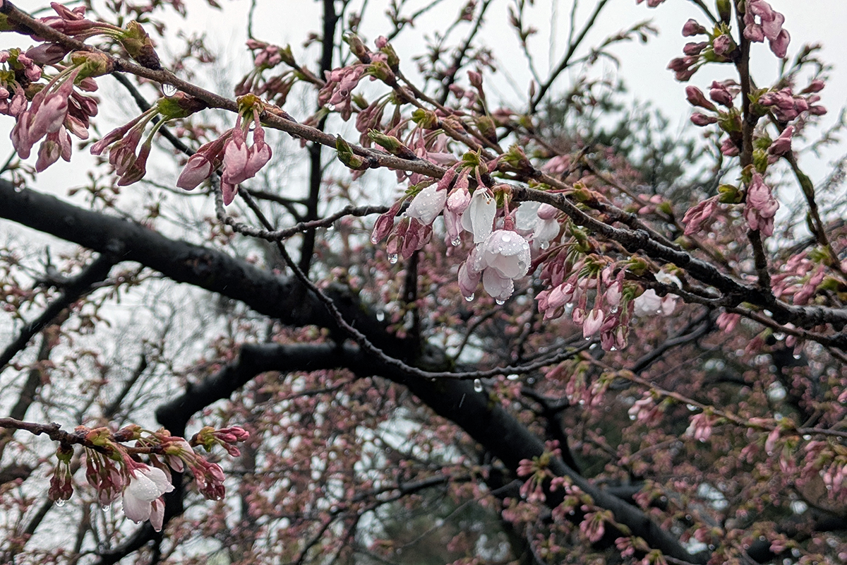 2026年4月10日、弘前公園外濠（南側）のソメイヨシノ