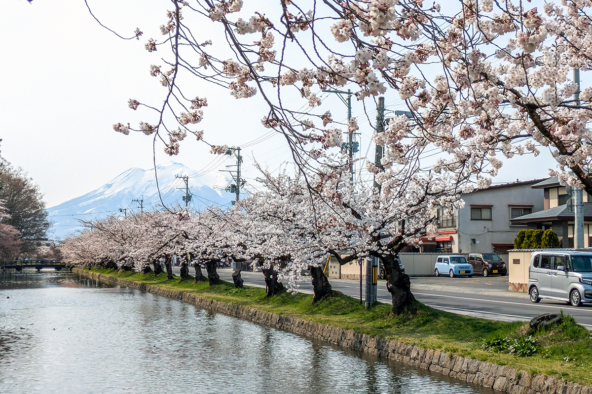 2026年4月14日、弘前公園外濠（北側）のソメイヨシノ