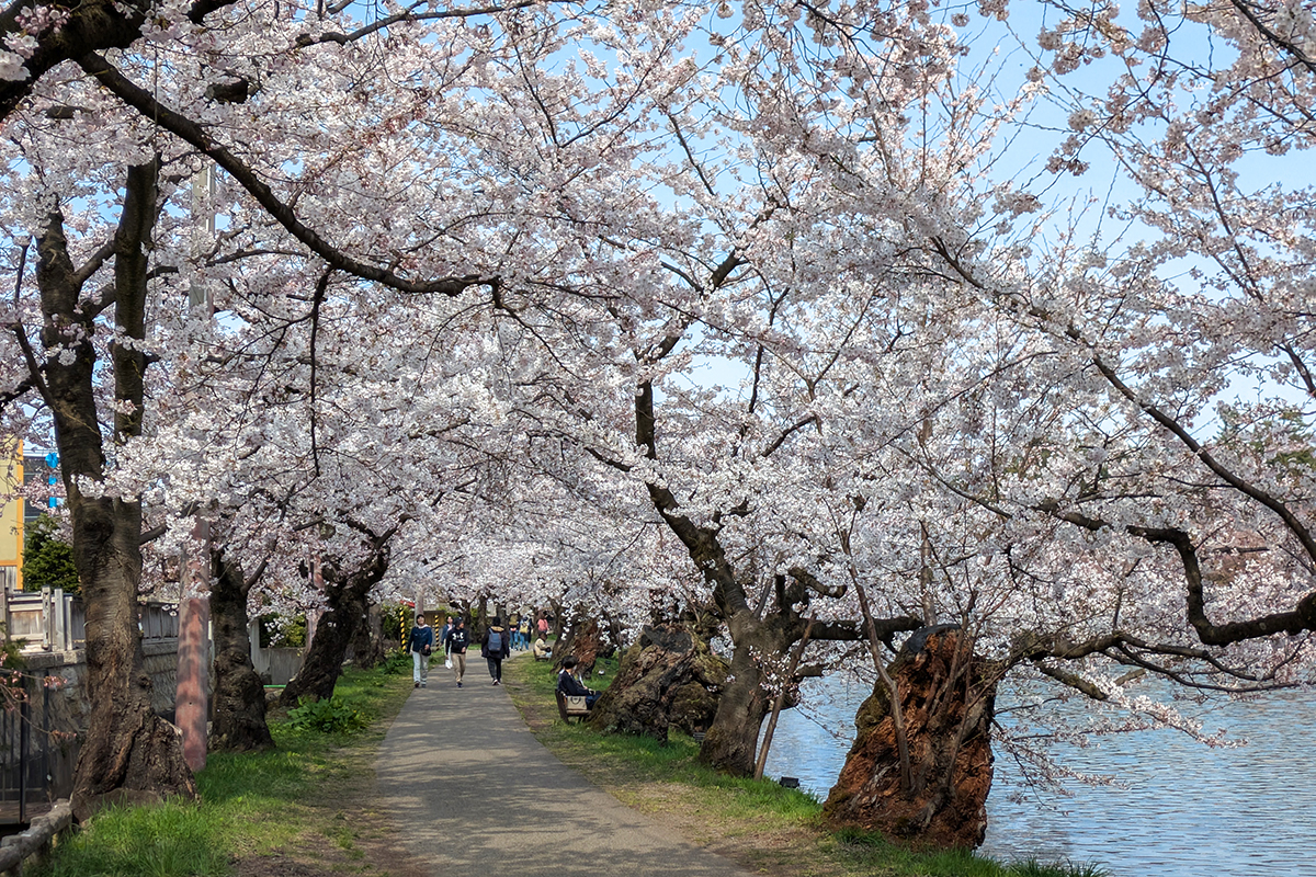 2026】4月14日 弘前公園北の郭・園内標準木のソメイヨシノ、園内の様子