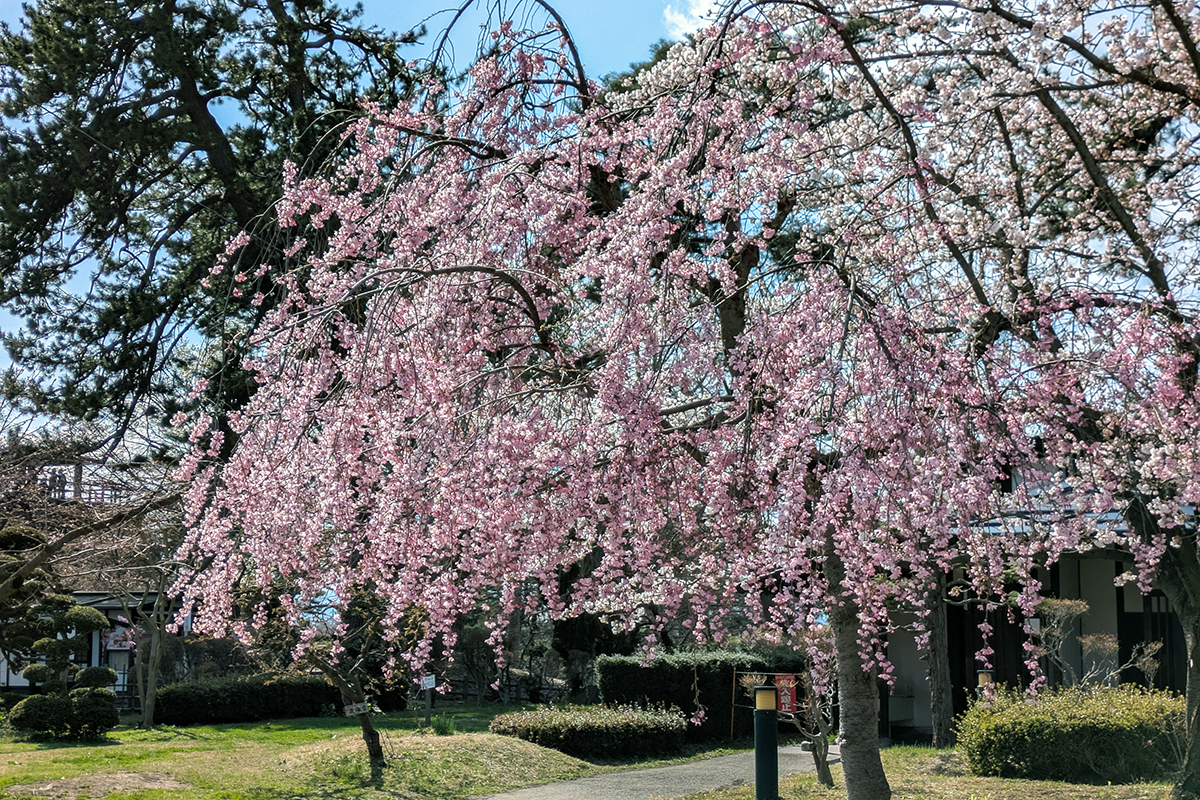 2026年4月13日、弘前公園・北の郭のシダレザクラ