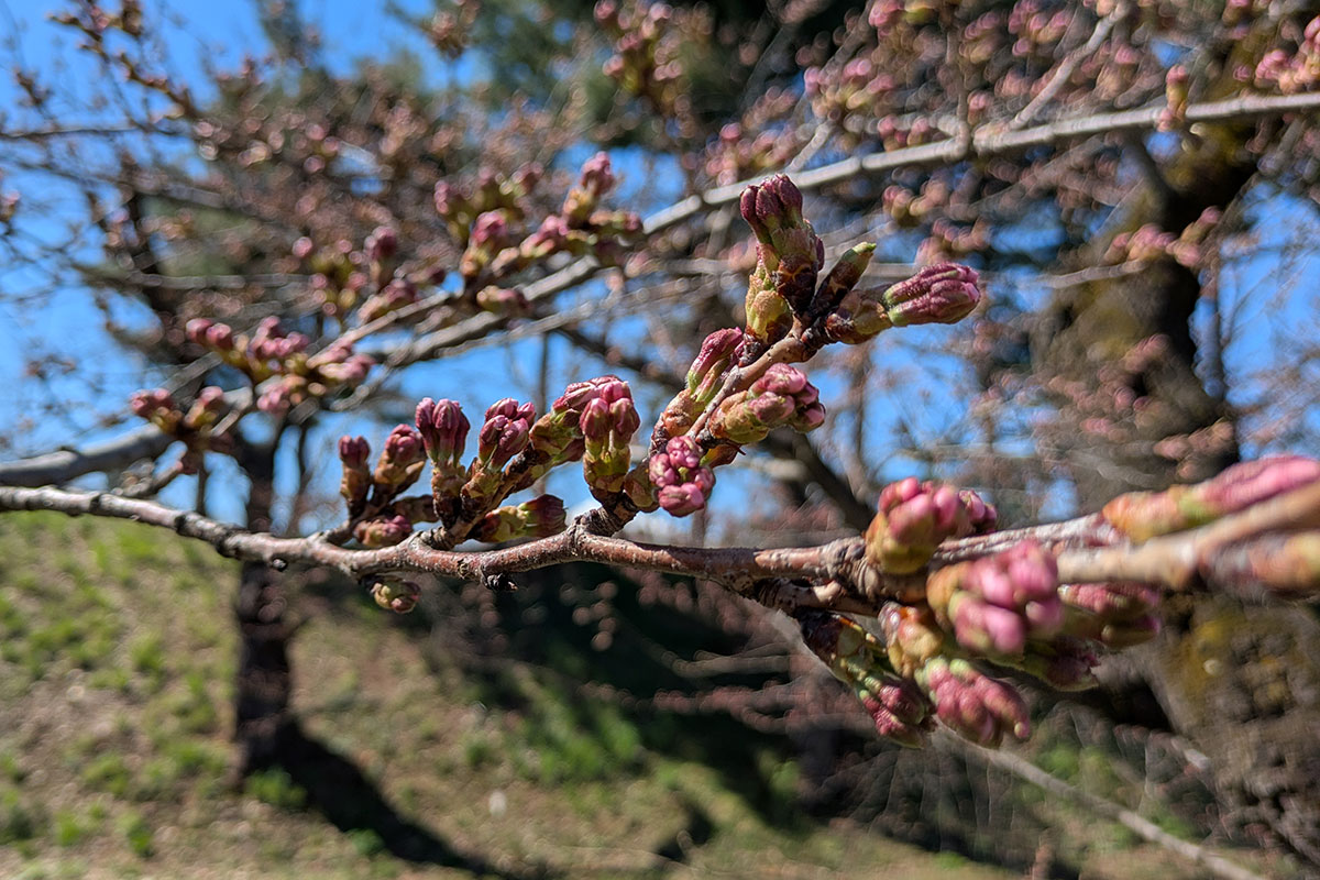 2026年4月8日、弘前公園外濠のソメイヨシノの枝とつぼみ
