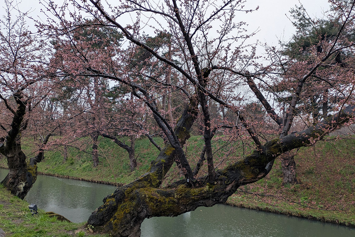 弘前公園 桜定点観測 2026】4月10日 - さくらまつり開幕日！外濠の