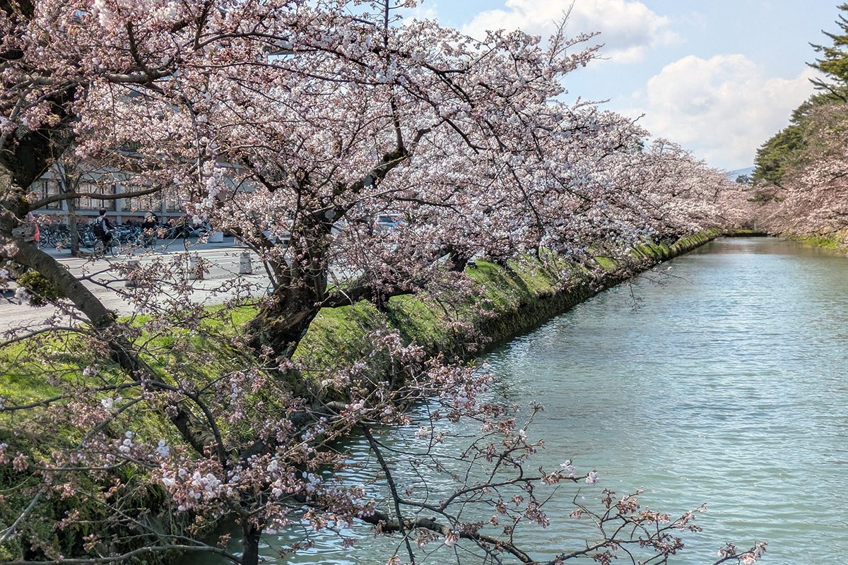 弘前公園 桜定点観測 2026】4月13日 -外濠のソメイヨシノの桜の様子