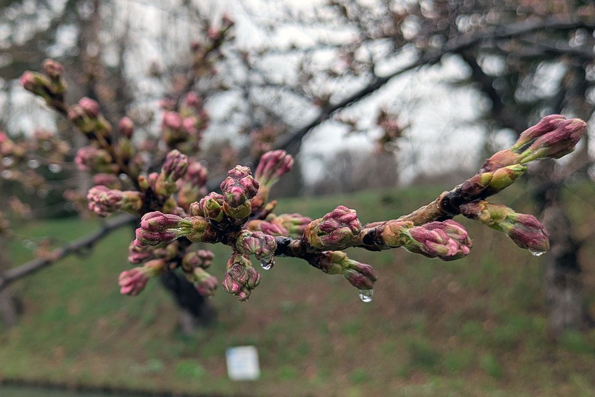 2026年4月7日、弘前公園外濠のソメイヨシノの枝とつぼみ