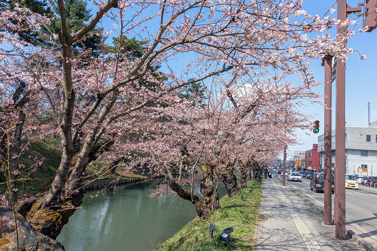 弘前公園 桜定点観測 2026】4月13日 -外濠のソメイヨシノの桜の様子