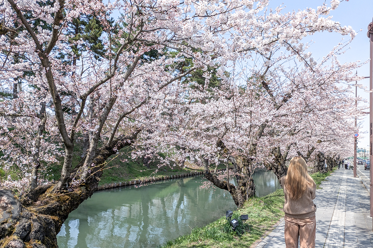 2026年4月14日、弘前公園外濠のソメイヨシノ