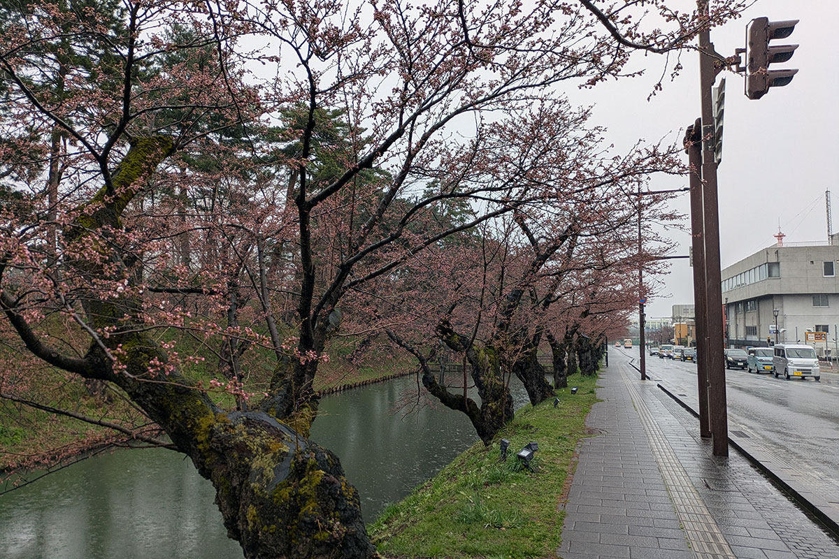 2026年4月10日、弘前公園外濠のソメイヨシノ