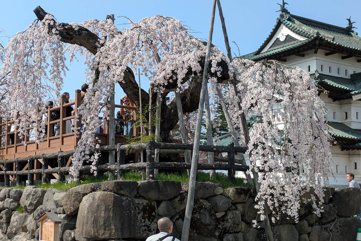2026年4月14日、弘前公園本丸の弘前枝垂れ