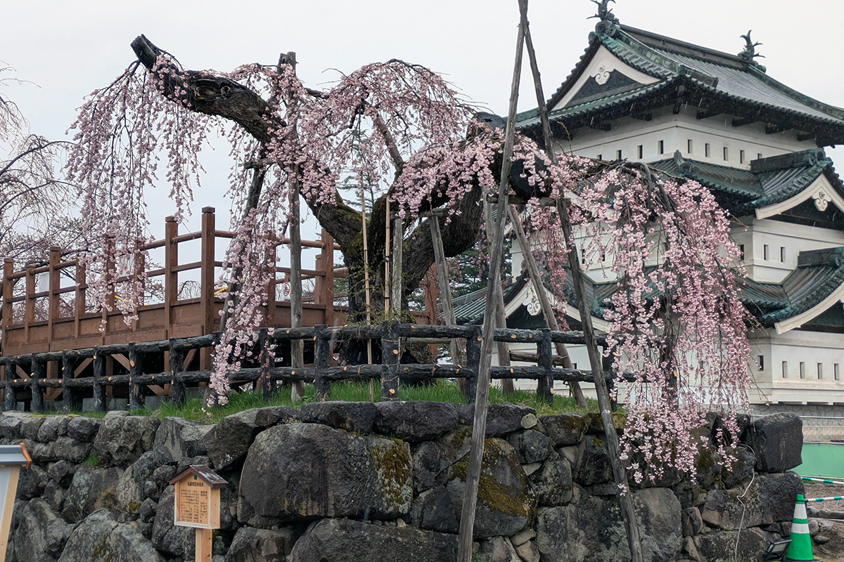 2026年4月10日、弘前公園本丸の弘前枝垂れ