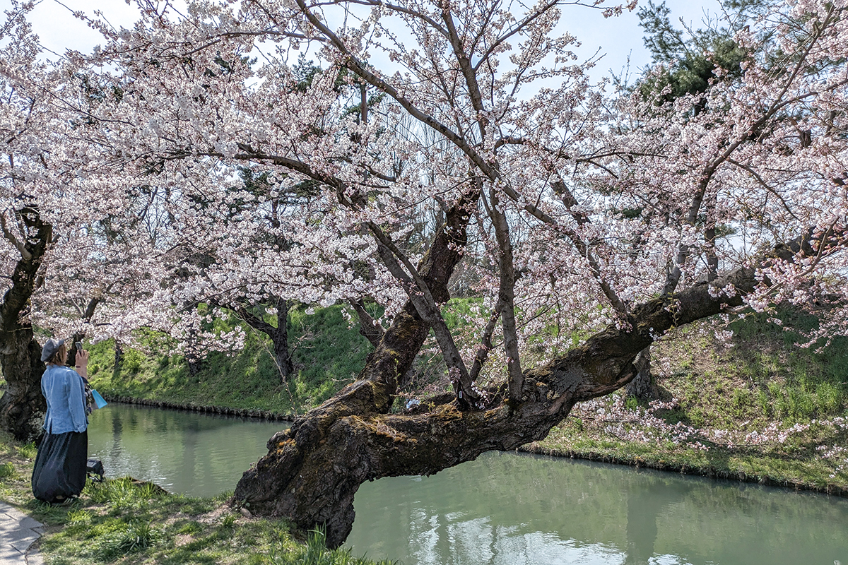 2026年4月14日、弘前公園外濠のソメイヨシノ