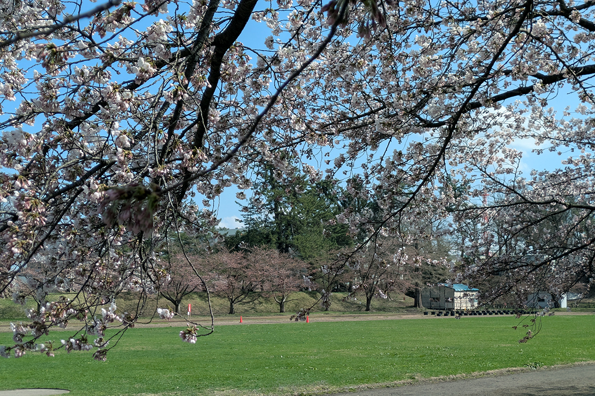 2026年4月13日、弘前公園のレクリエーション広場