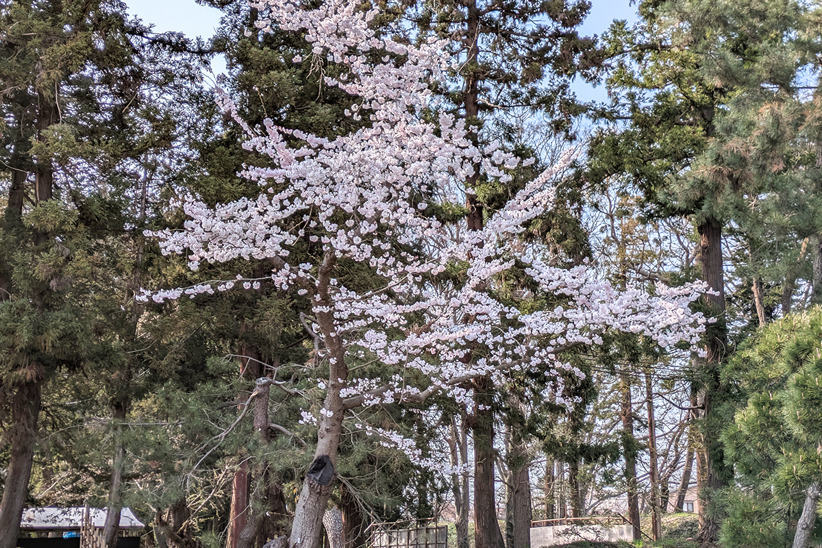 2026年4月14日、弘前公園北門の満天姫(仮称)