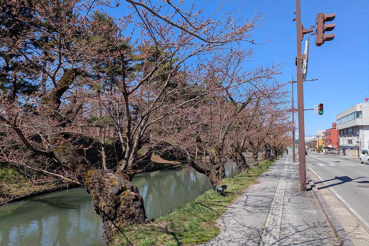 2026年4月8日、弘前公園外濠のソメイヨシノ（南側から）