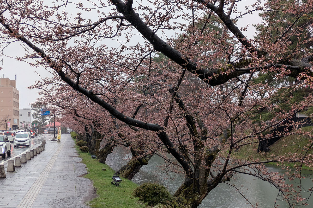 2026年4月10日、弘前公園外濠（市役所前）のソメイヨシノ