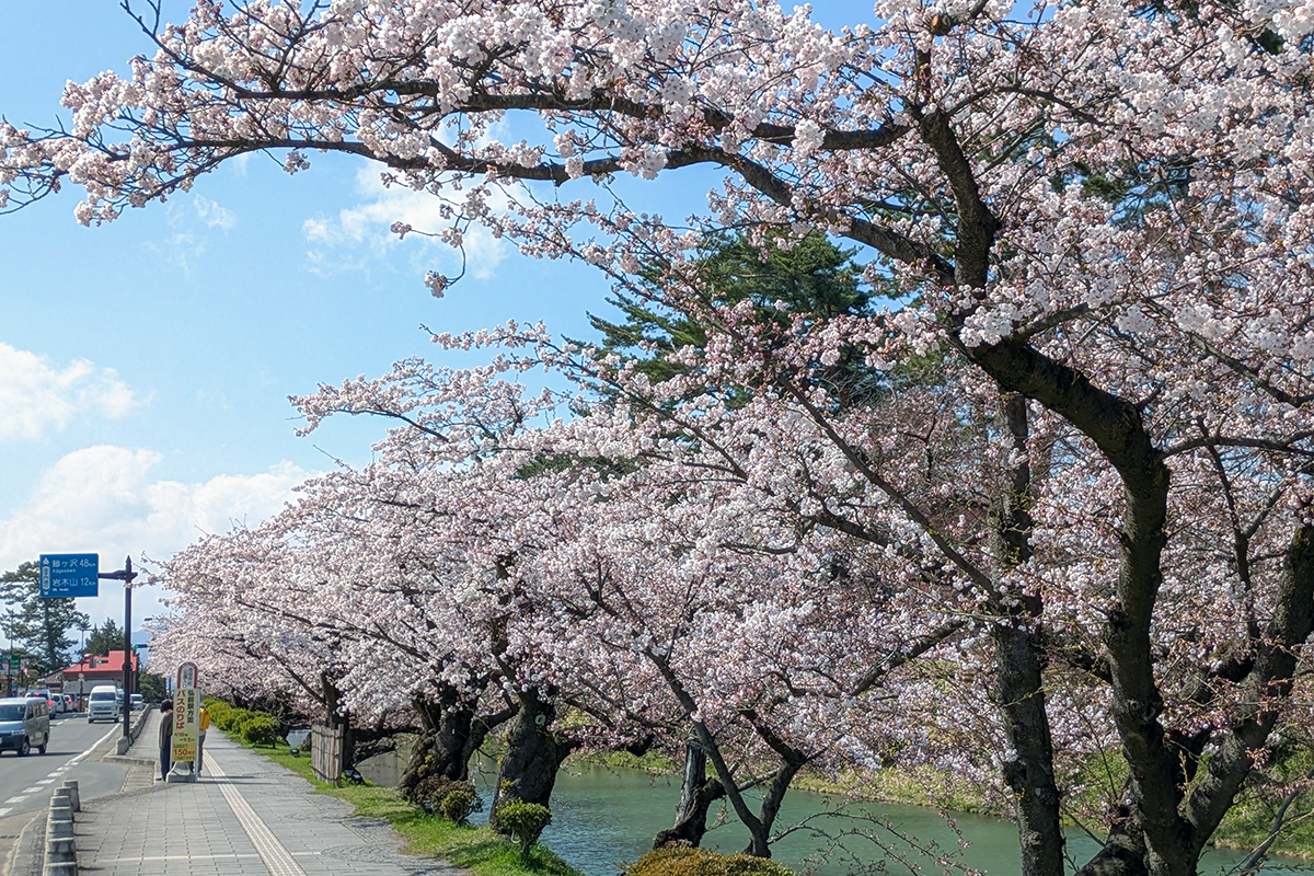 2026年4月13日、弘前公園外濠のソメイヨシノ