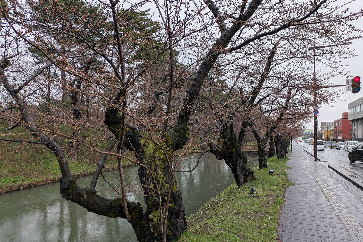 2026年4月7日、弘前公園外濠のソメイヨシノ（南側から）