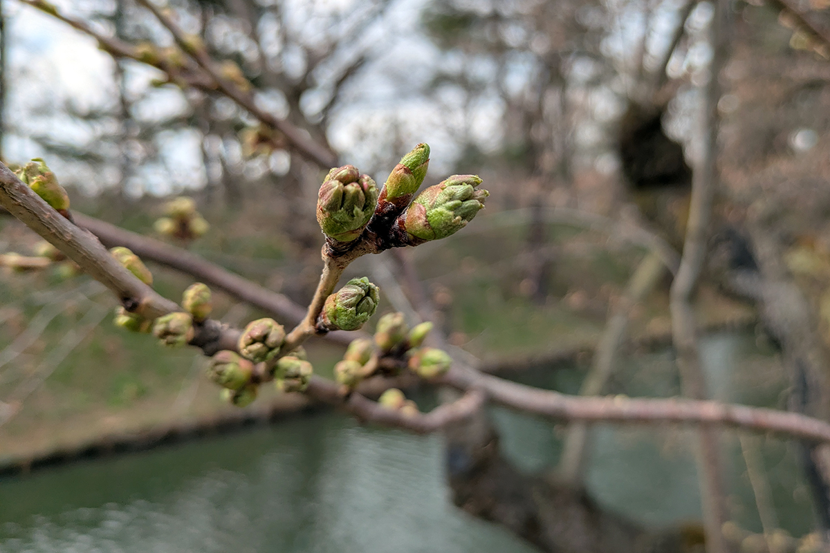 2026年4月6日、弘前公園外濠のソメイヨシノの枝とつぼみ