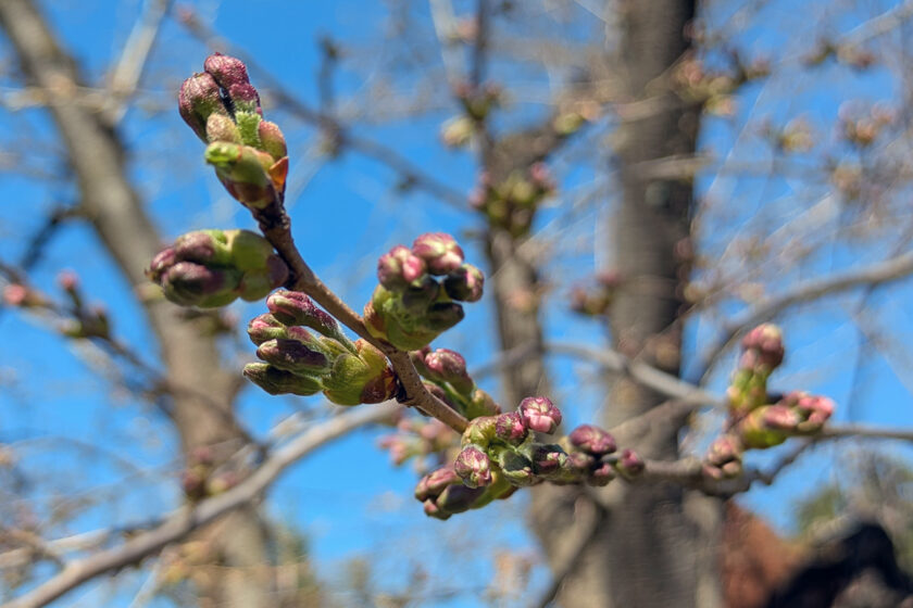 2026年4月8日、弘前公園北の郭・園内標準木のソメイヨシノのつぼみ