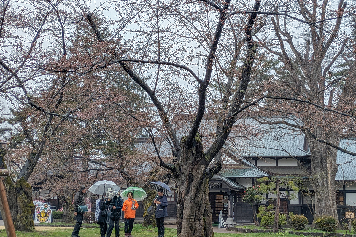 2026年4月10日、弘前公園北の郭・園内標準木のソメイヨシノ