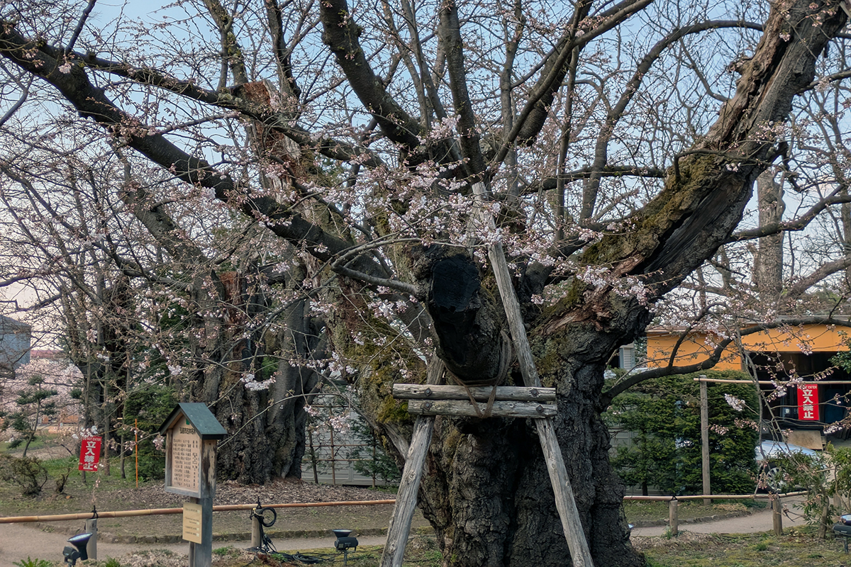 2026年4月13日、弘前公園の日本一太いソメイヨシノ