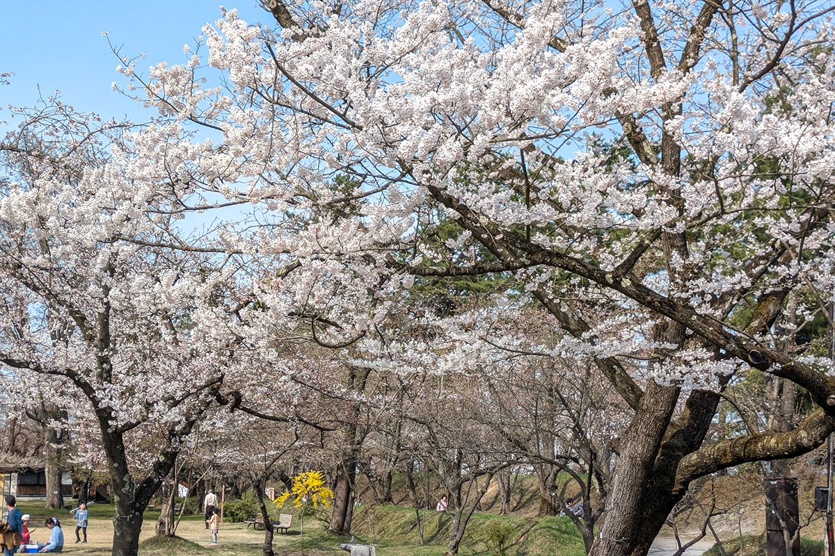 2026年4月14日、弘前公園ピクニック広場のエドヒガン