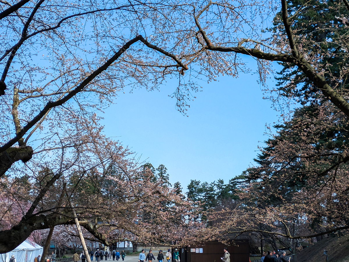 2026年4月13日、弘前公園の桜のハート