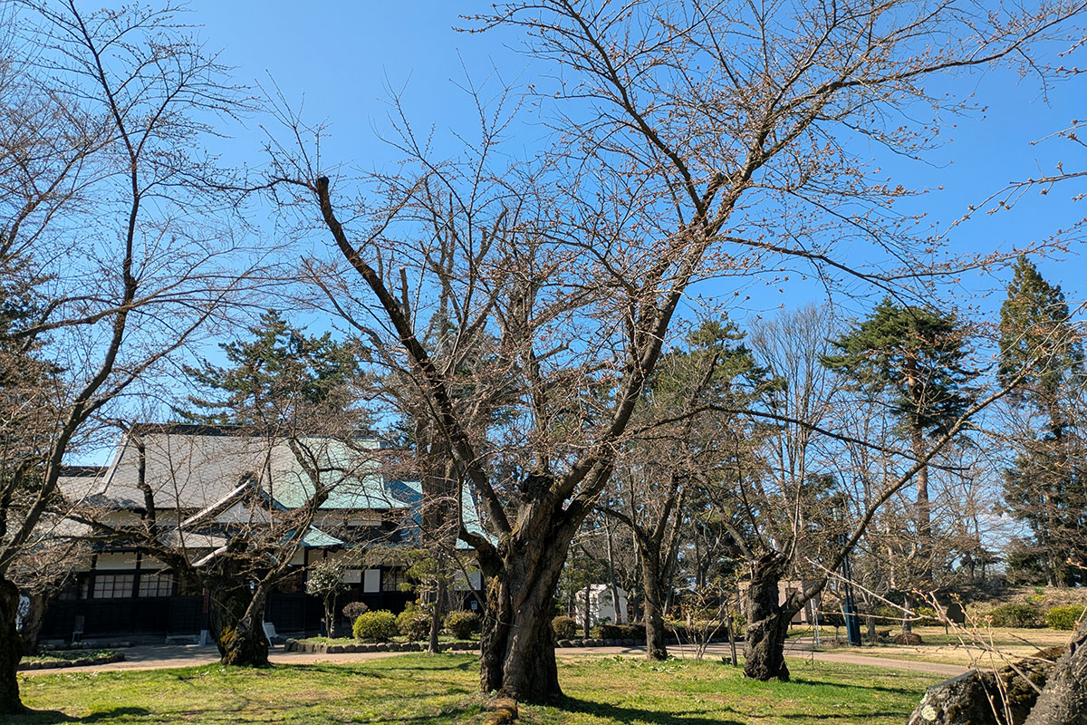 2026年4月8日、弘前公園北の郭・園内標準木のソメイヨシノ