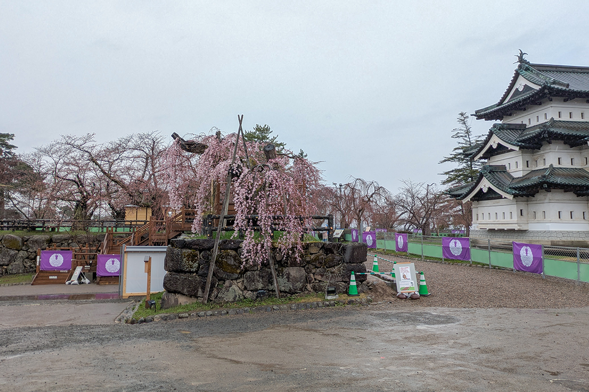 2026年4月10日、弘前公園本丸の弘前枝垂れ