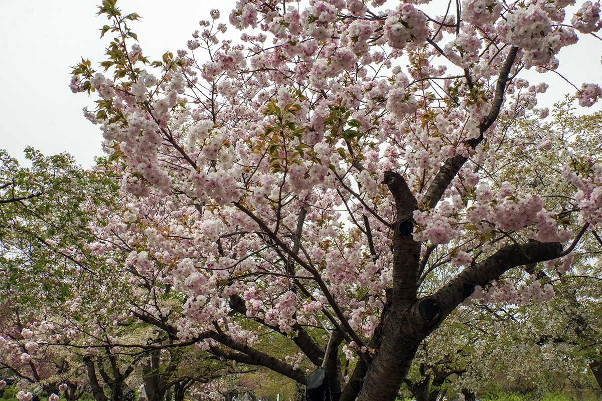 2026年4月28日、弘前公園・弘前城植物園の福禄寿