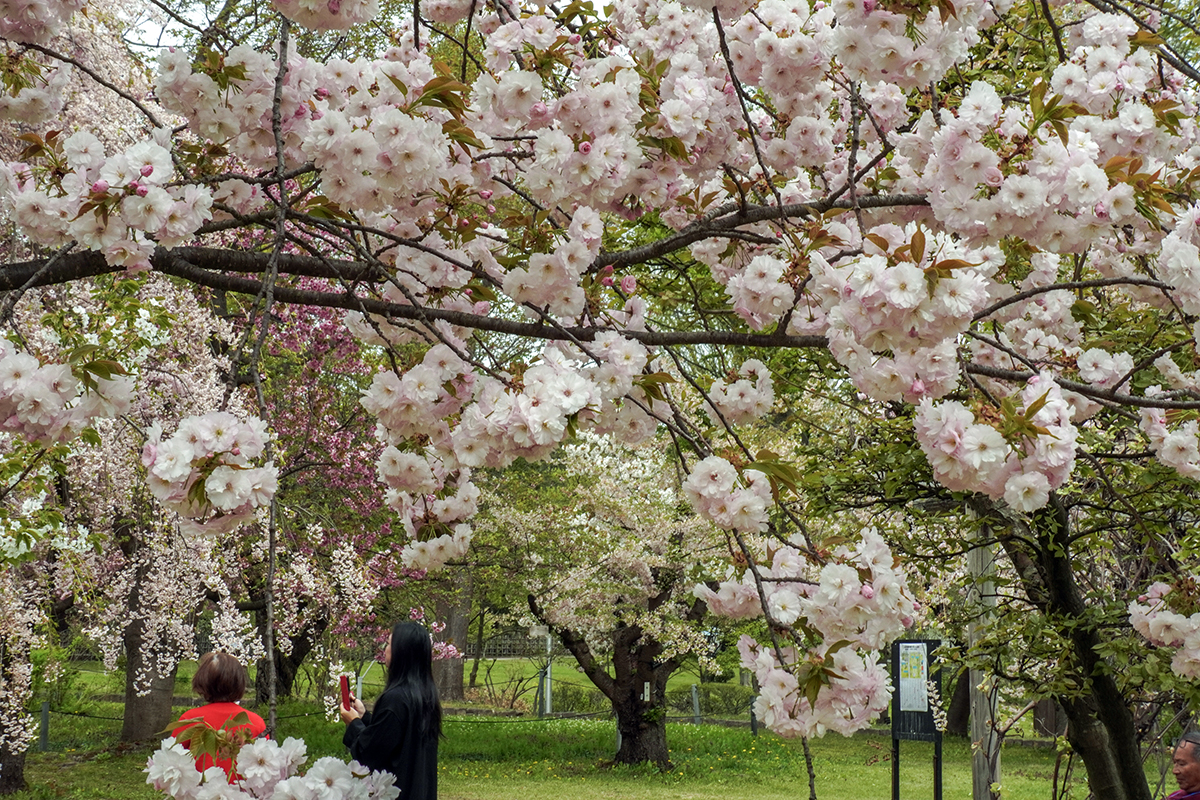 2026年4月28日、弘前公園・弘前城植物園の一葉