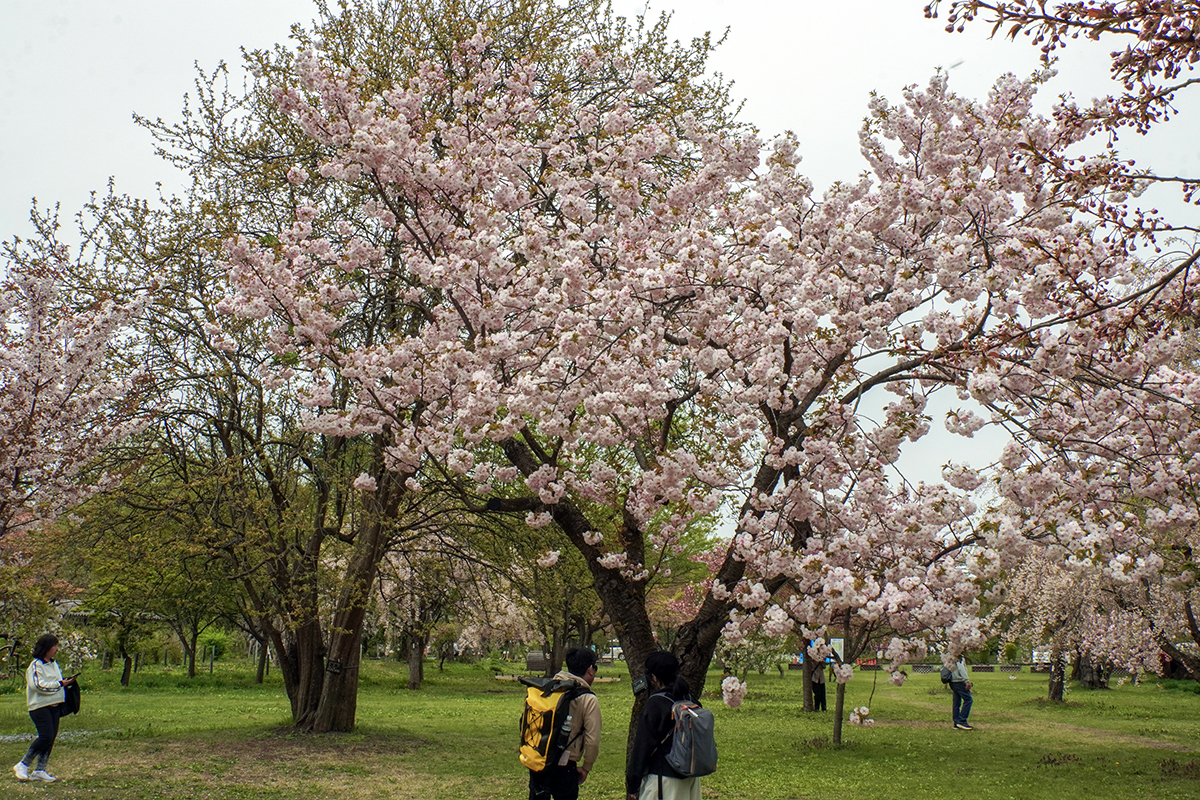 2026年4月28日、弘前公園・弘前城植物園の一葉