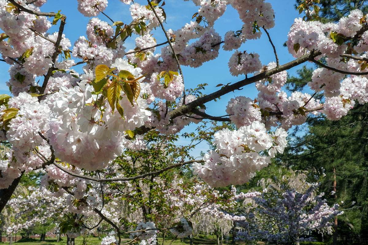 2026年4月30日、弘前公園三の丸・中濠観光舟乗り場近くの糸括
