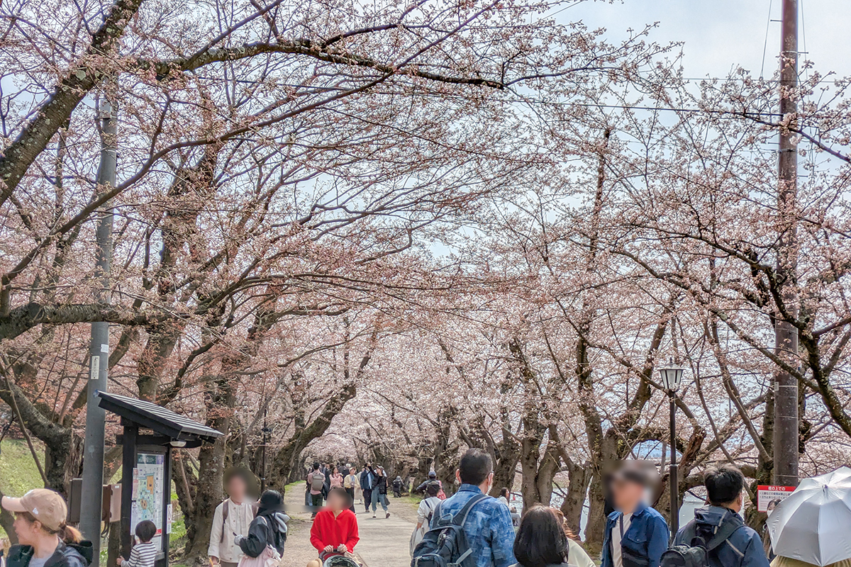 2026年4月15日、弘前公園西濠・桜のトンネル