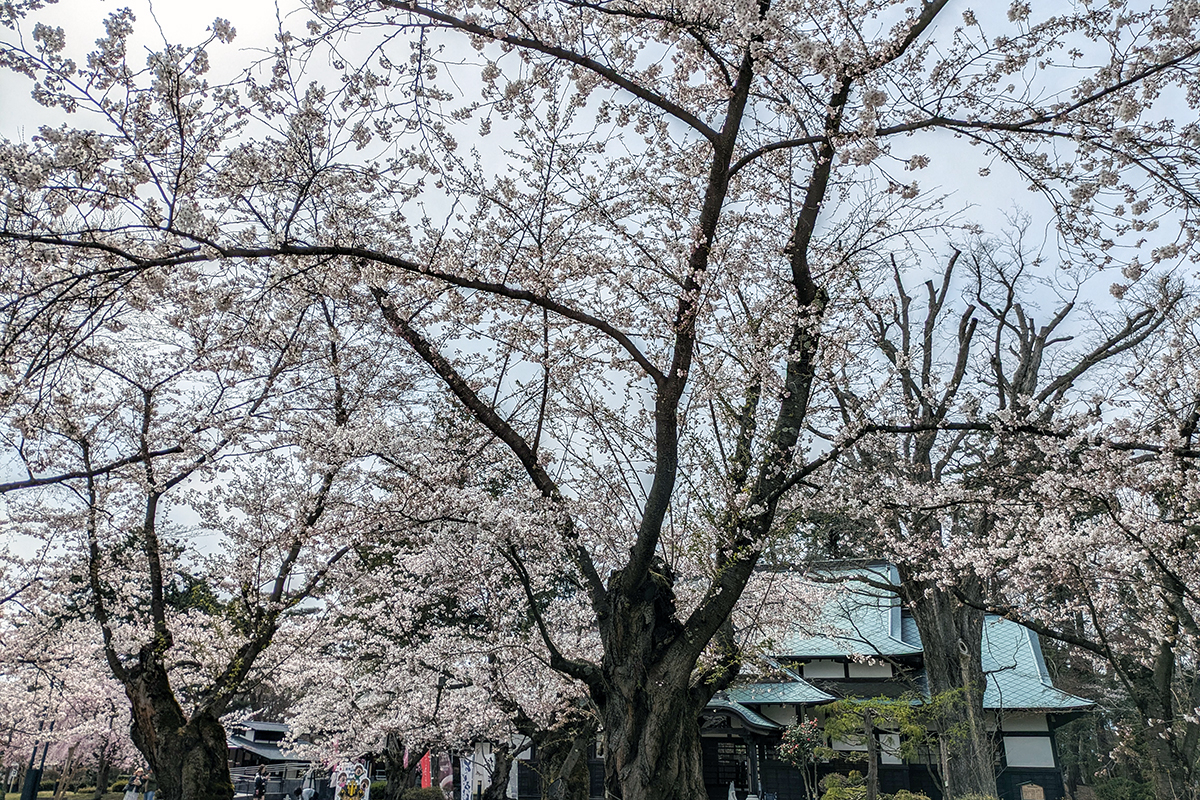 2026年4月15日、弘前公園北の郭・ソメイヨシノ標準木