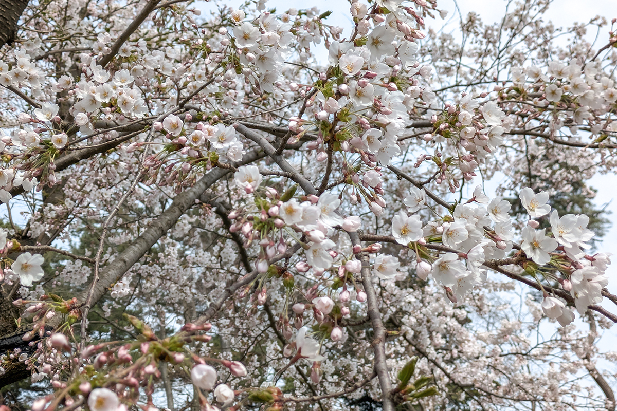 2026年4月15日、弘前公園北の郭・ソメイヨシノ標準木の花