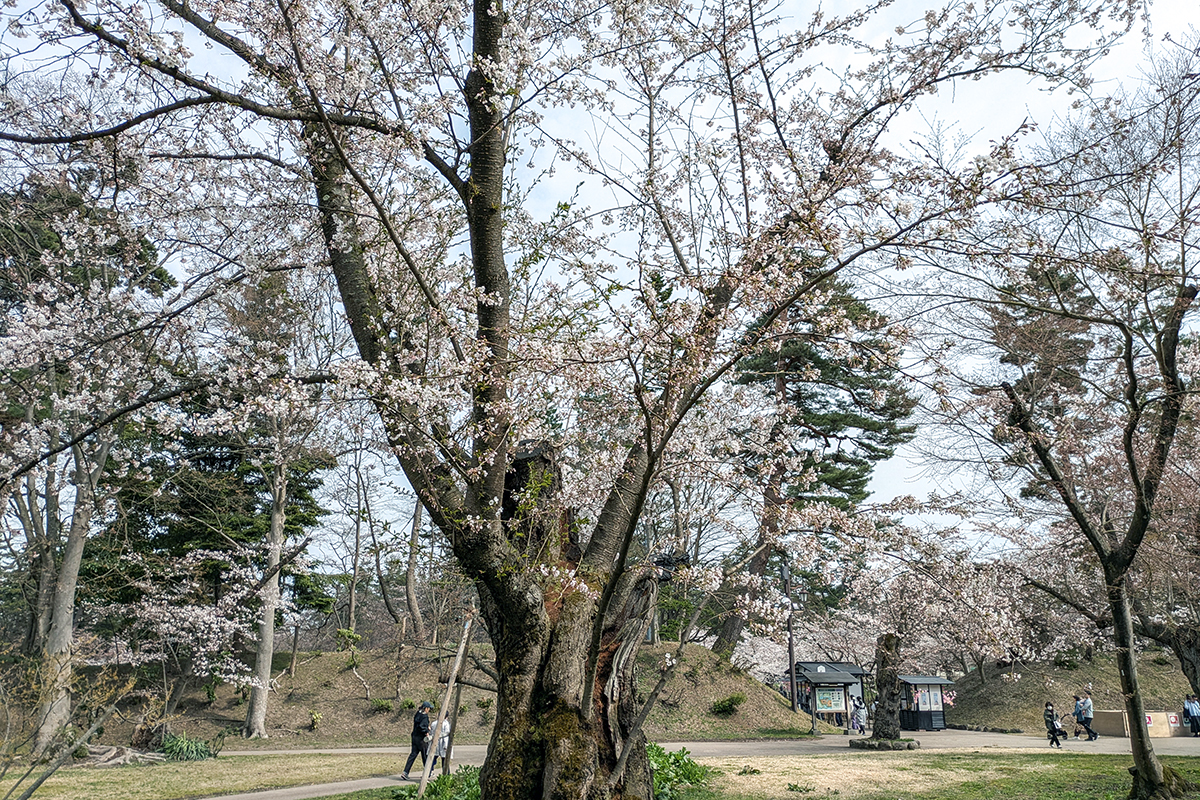 2026年4月15日、弘前公園北の郭・ソメイヨシノ標準木