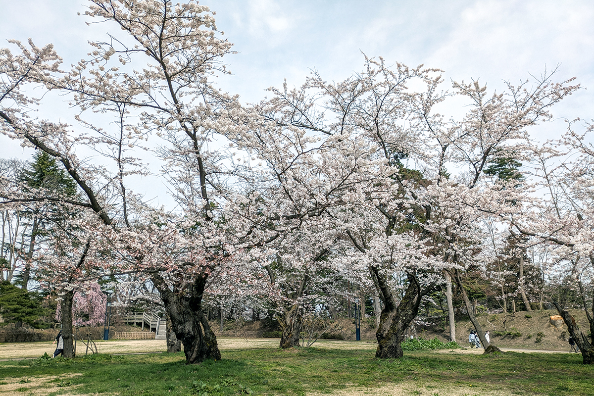 2026年4月15日、弘前公園北の郭・ソメイヨシノ標準木