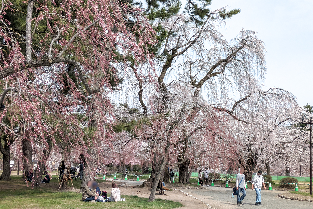 2026年4月15日、弘前公園本丸
