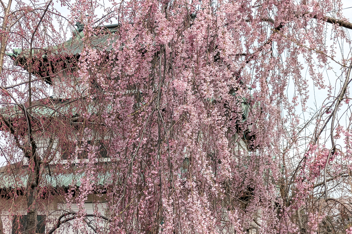 2026年4月15日、弘前公園本丸のヤエベニシダレ