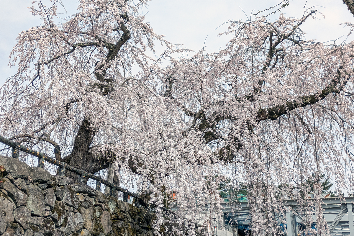 2026年4月15日、弘前公園本丸の御滝桜
