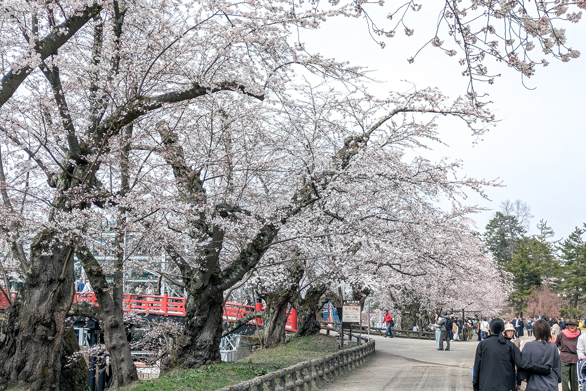 2026年4月15日、弘前公園二の丸・下乗橋前