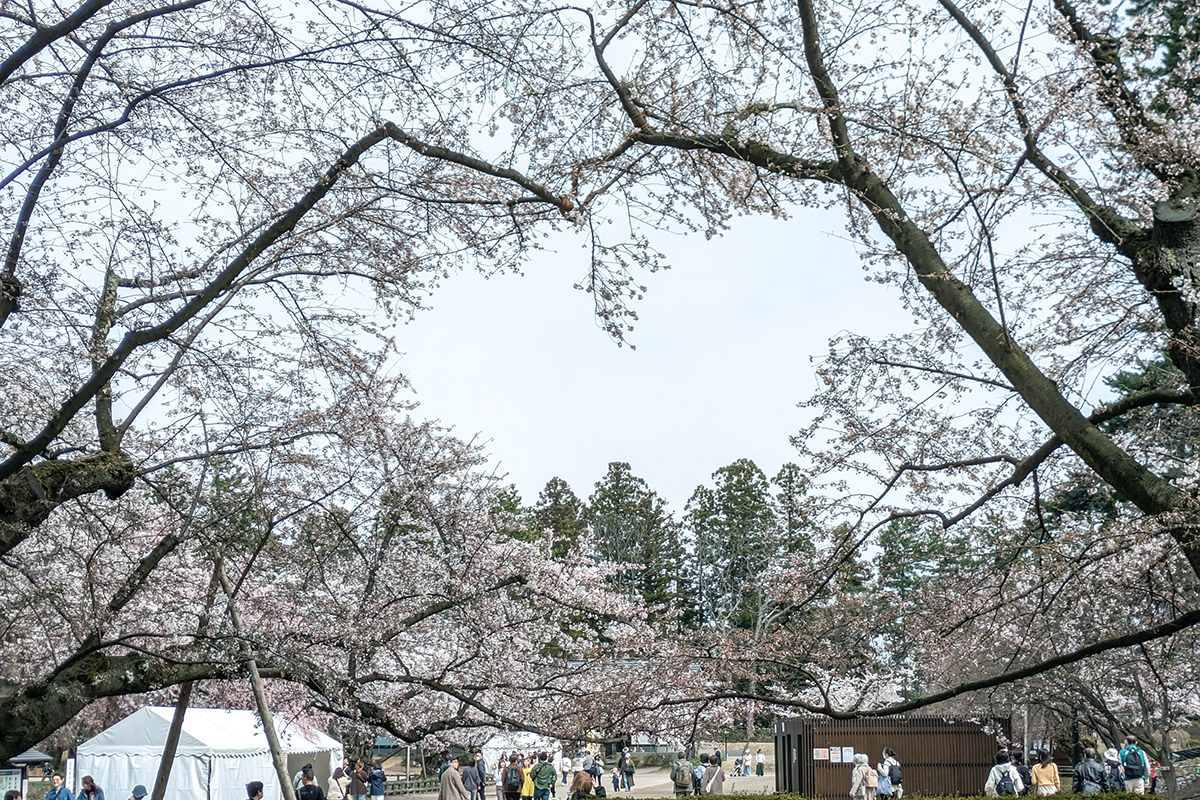 2026年4月15日、弘前公園の桜のハート