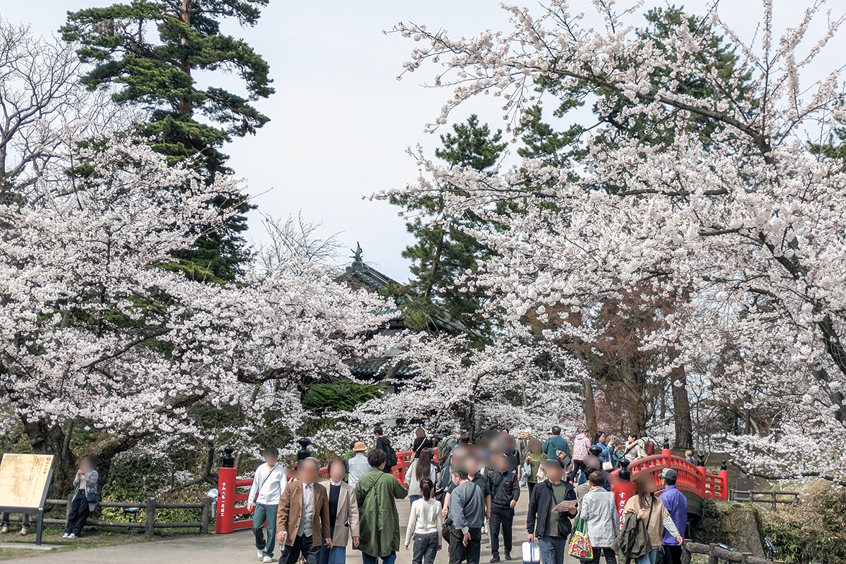 2026年4月15日、弘前公園二の丸・杉の大橋
