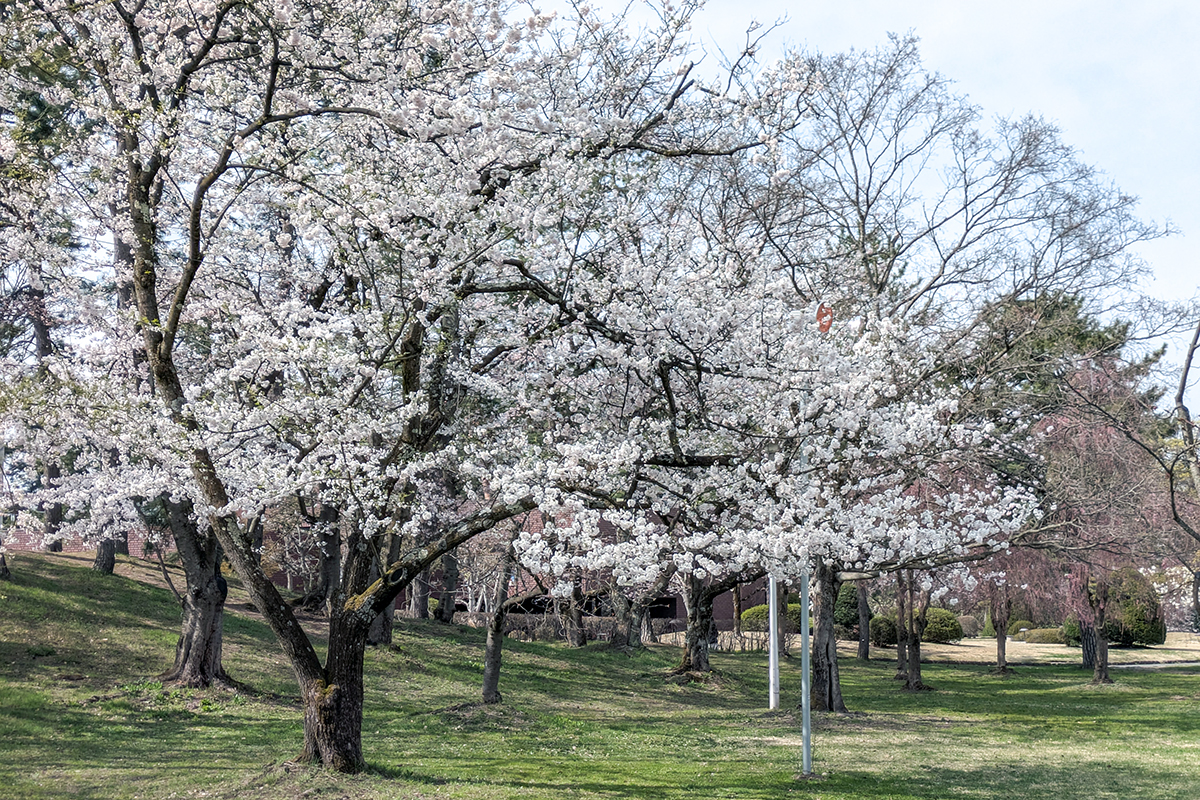 2026年4月15日、弘前公園市民広場
