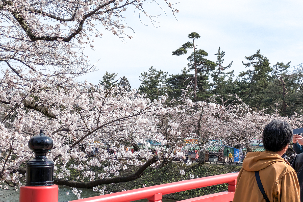 2026年4月15日、弘前公園二の丸・杉の大橋