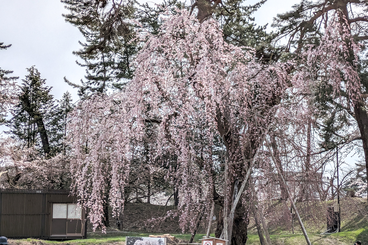 2026年4月15日、弘前公園二の丸大枝垂れ