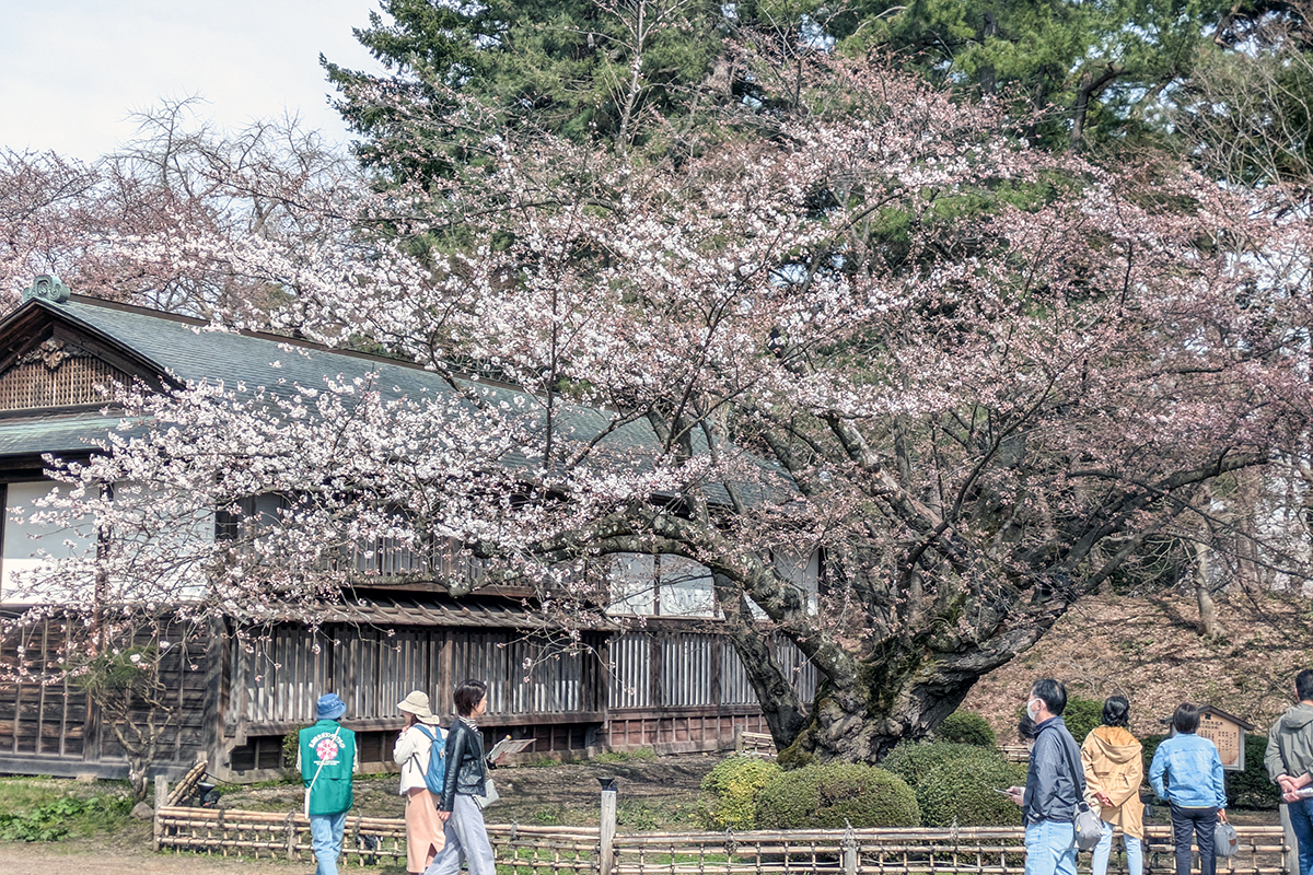2026年4月15日、弘前公園最長寿のソメイヨシノ